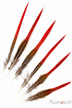 Fagiano dorato coda - 10-15 cm - rosso naturale